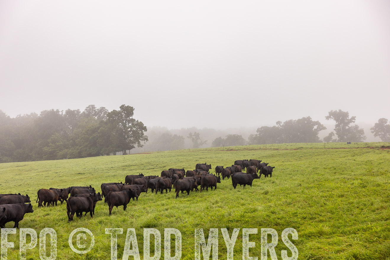 TMyers_PP_SleepyCreekFarm_Forsyth_July2024-514542