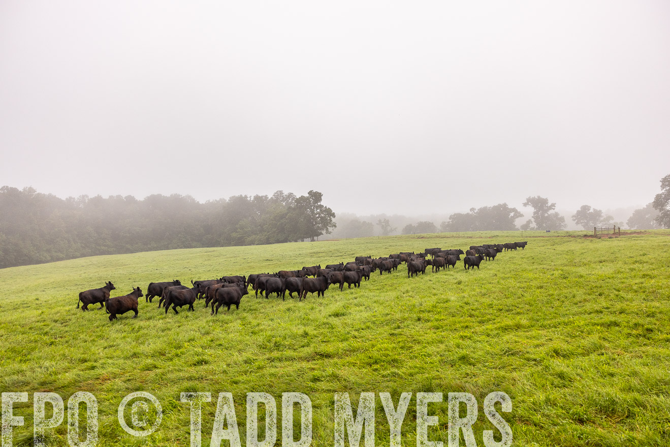 TMyers_PP_SleepyCreekFarm_Forsyth_July2024-514555