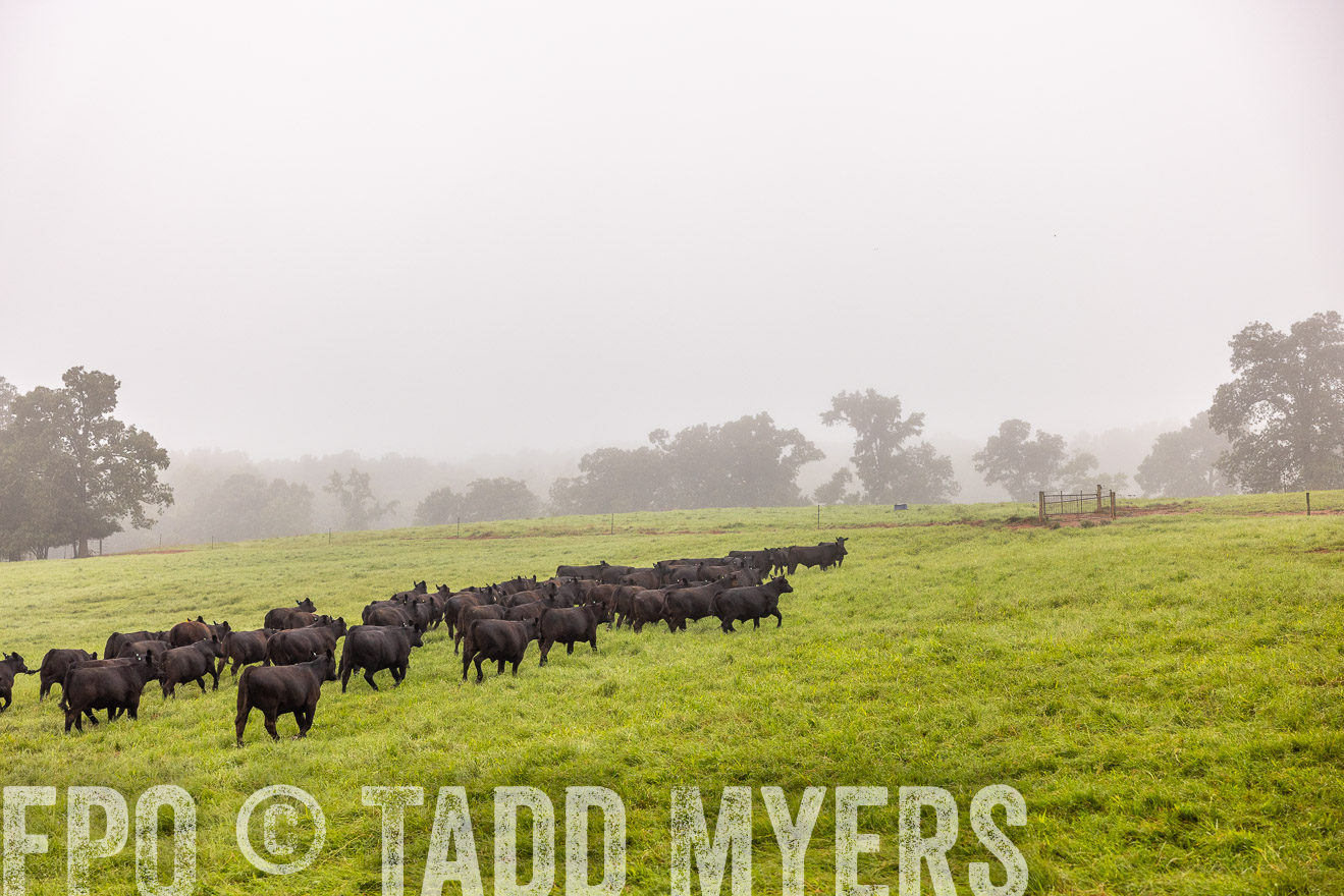 TMyers_PP_SleepyCreekFarm_Forsyth_July2024-514566