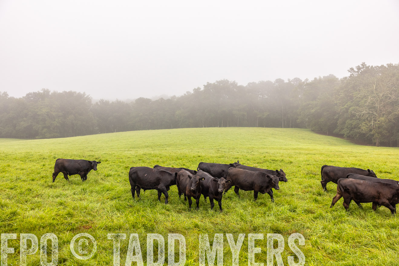 TMyers_PP_SleepyCreekFarm_Forsyth_July2024-514587