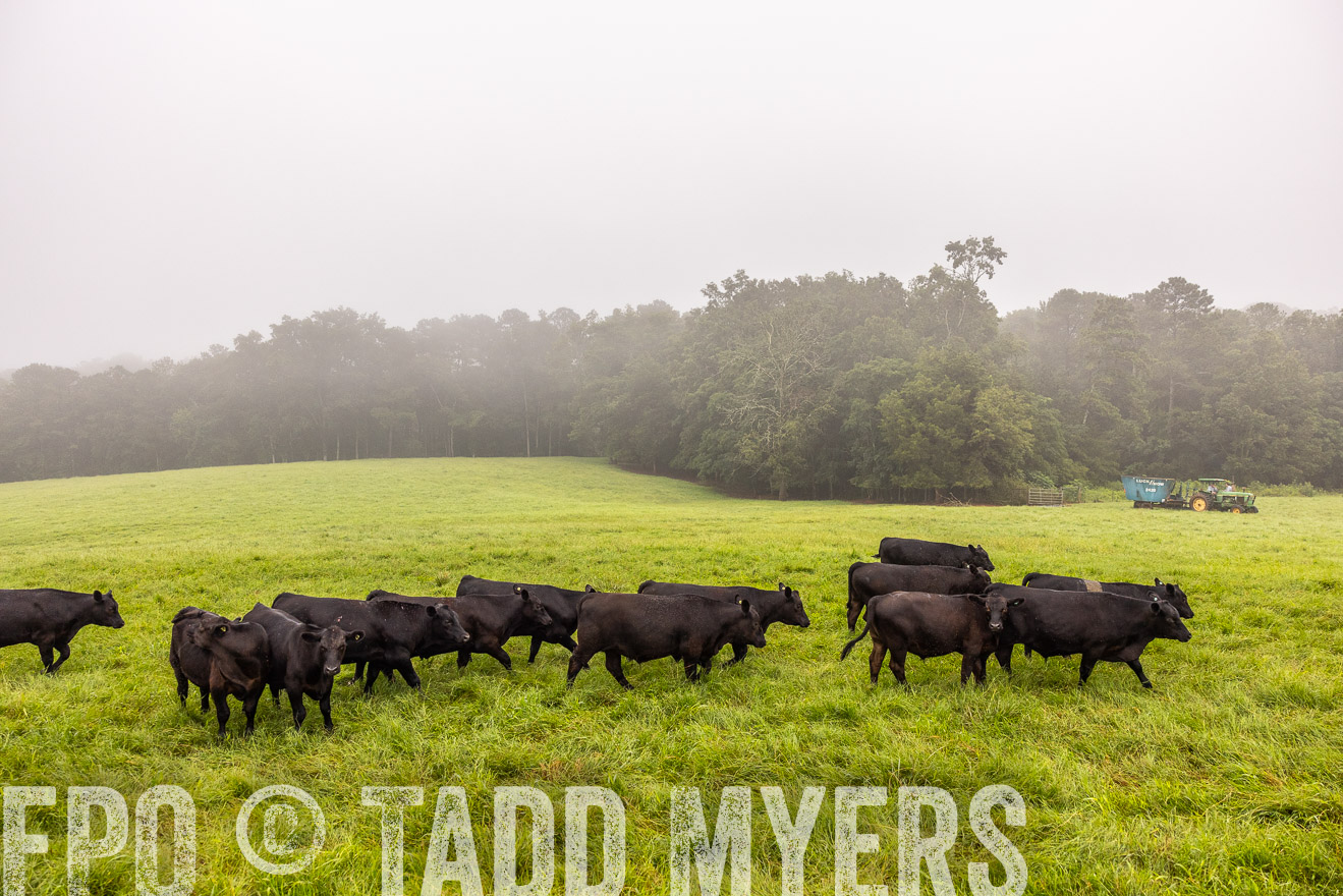 TMyers_PP_SleepyCreekFarm_Forsyth_July2024-514595