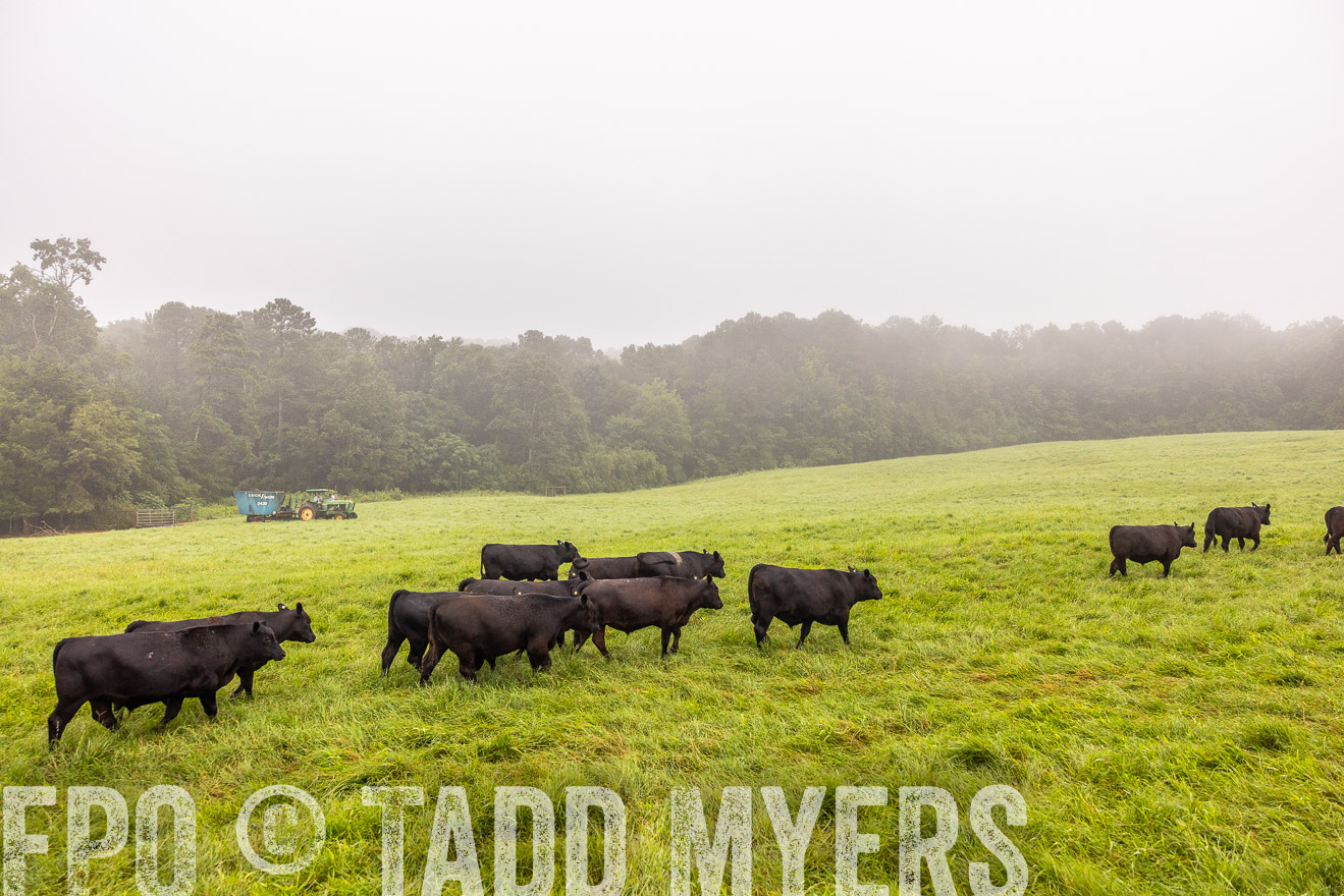 TMyers_PP_SleepyCreekFarm_Forsyth_July2024-514623