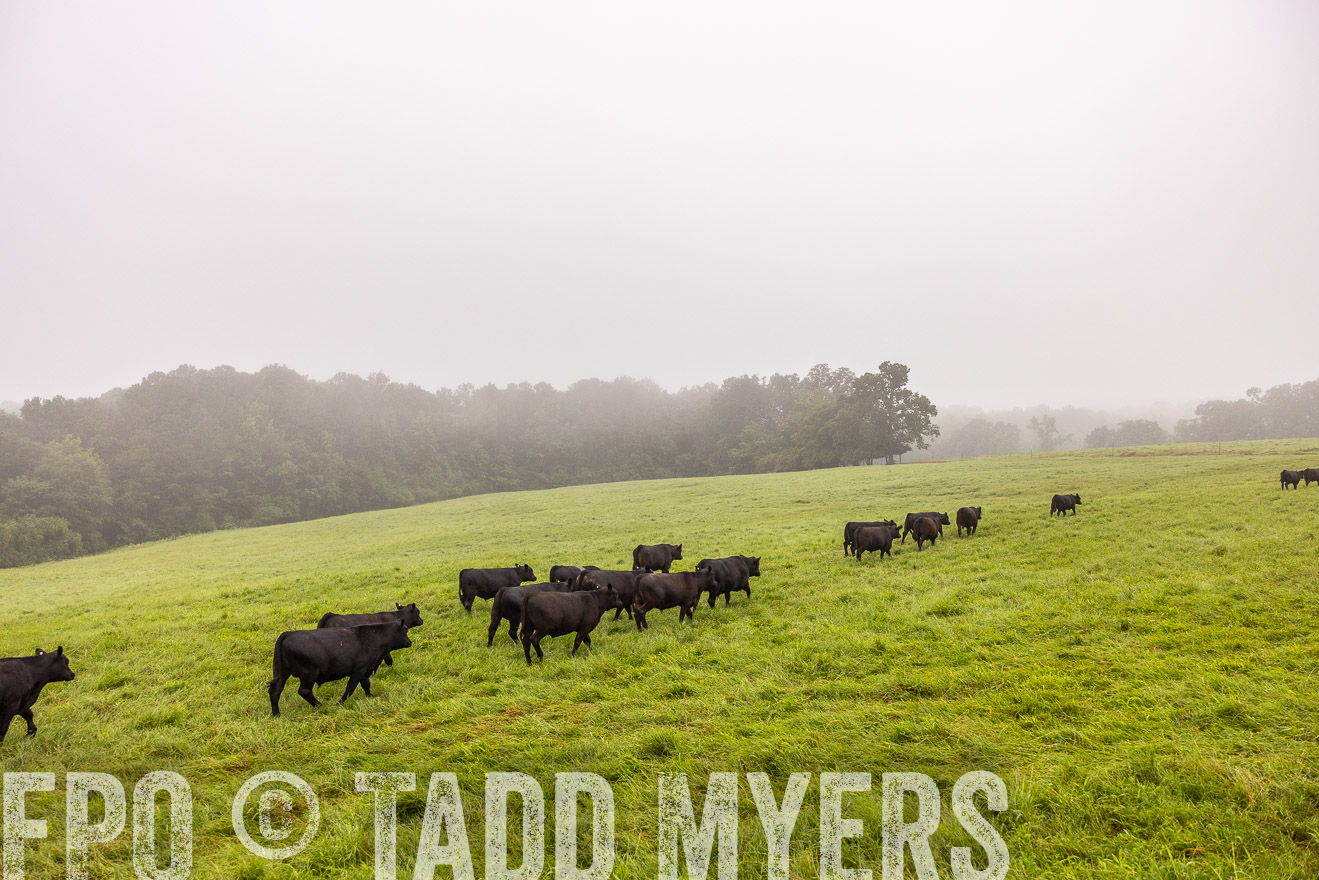 TMyers_PP_SleepyCreekFarm_Forsyth_July2024-514648