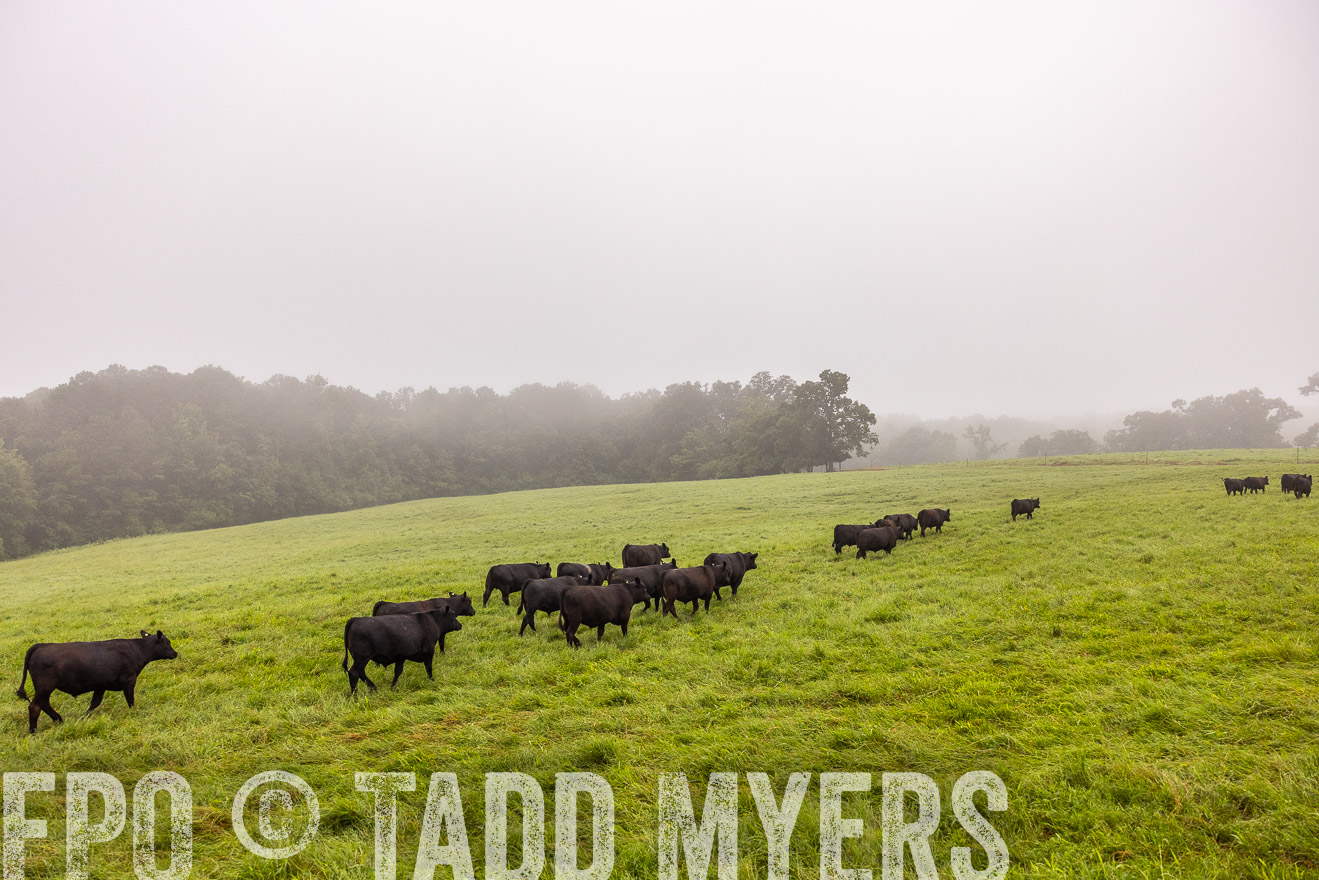 TMyers_PP_SleepyCreekFarm_Forsyth_July2024-514659