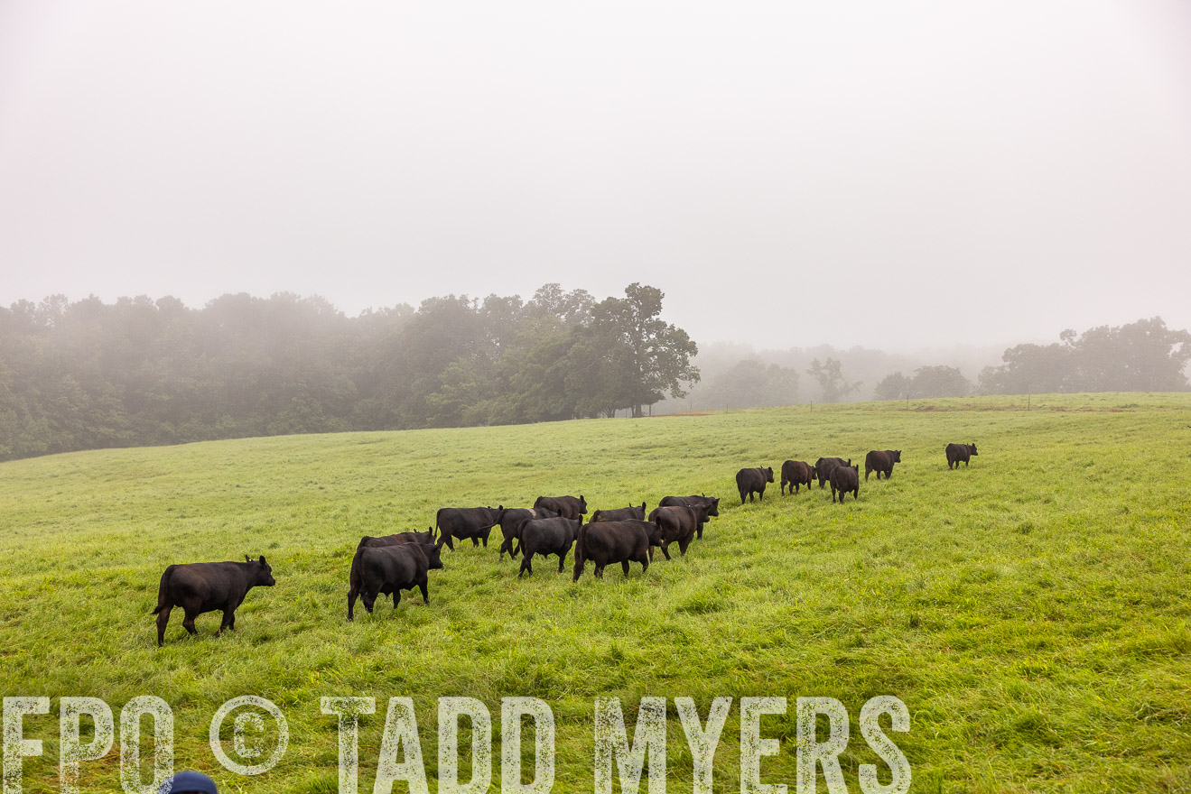 TMyers_PP_SleepyCreekFarm_Forsyth_July2024-514681