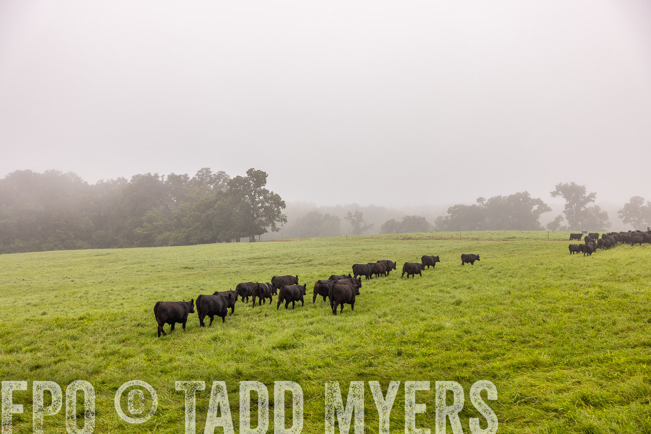 TMyers_PP_SleepyCreekFarm_Forsyth_July2024-514693