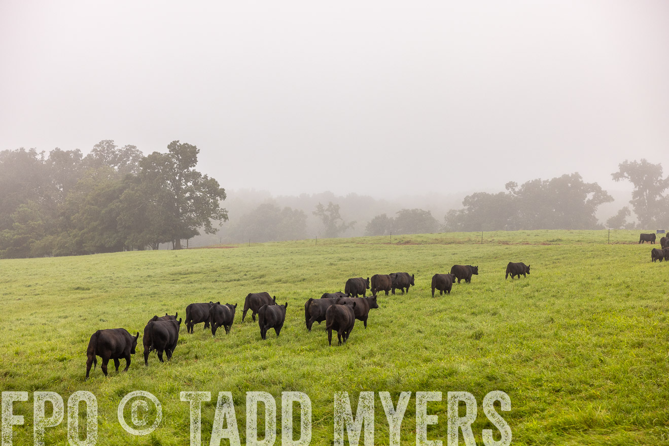 TMyers_PP_SleepyCreekFarm_Forsyth_July2024-514698