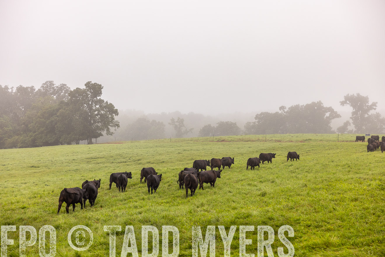 TMyers_PP_SleepyCreekFarm_Forsyth_July2024-514711
