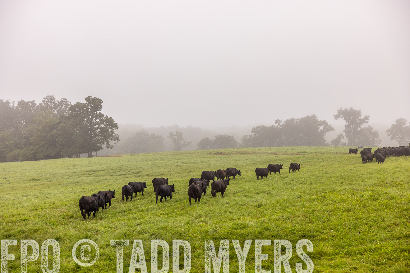 TMyers_PP_SleepyCreekFarm_Forsyth_July2024-514718