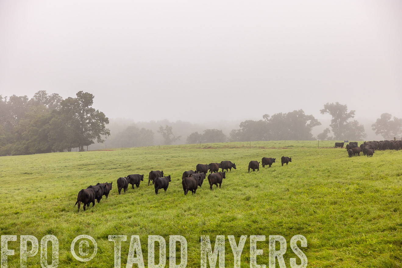 TMyers_PP_SleepyCreekFarm_Forsyth_July2024-514722
