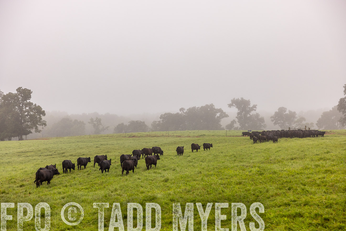 TMyers_PP_SleepyCreekFarm_Forsyth_July2024-514730