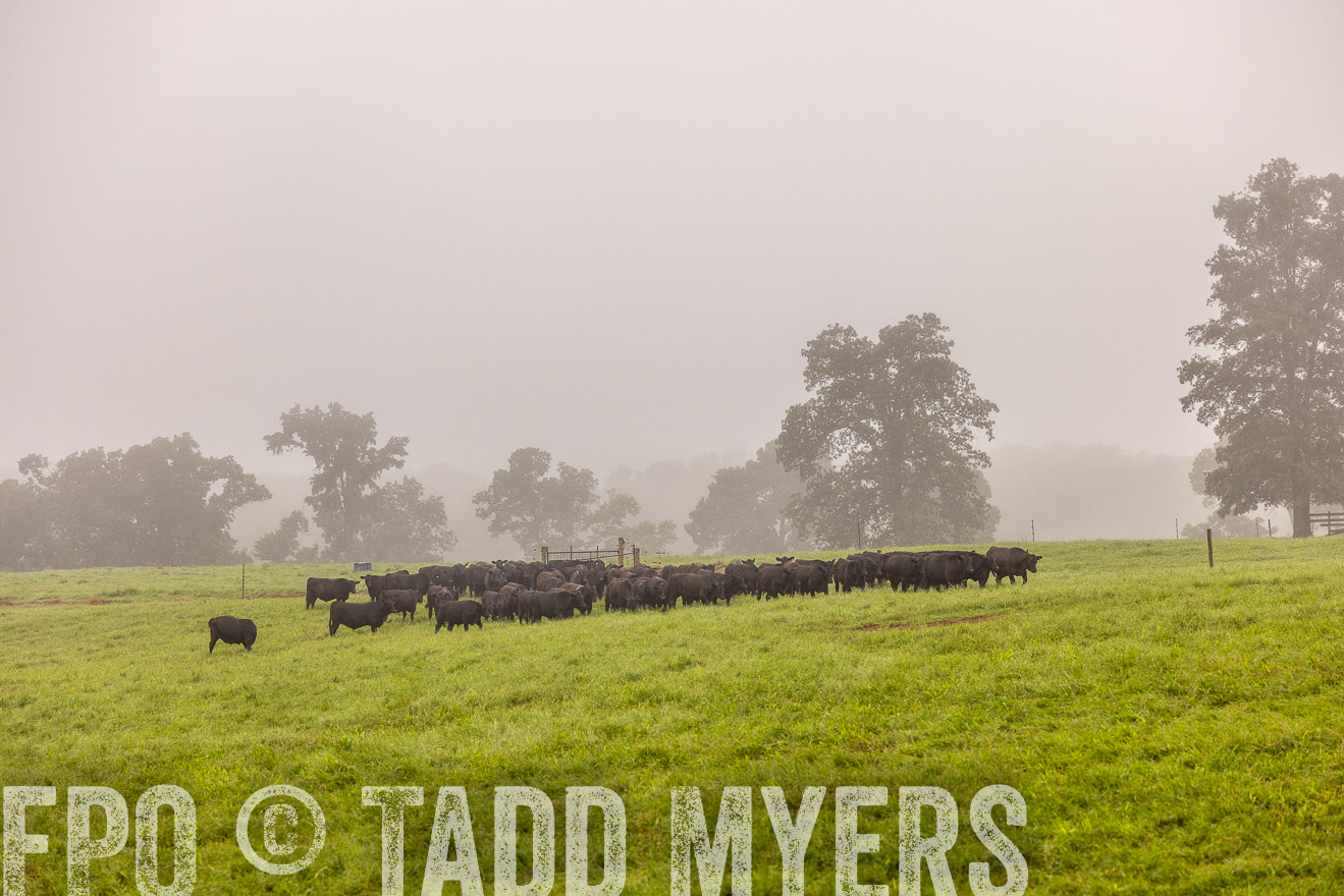 TMyers_PP_SleepyCreekFarm_Forsyth_July2024-514752