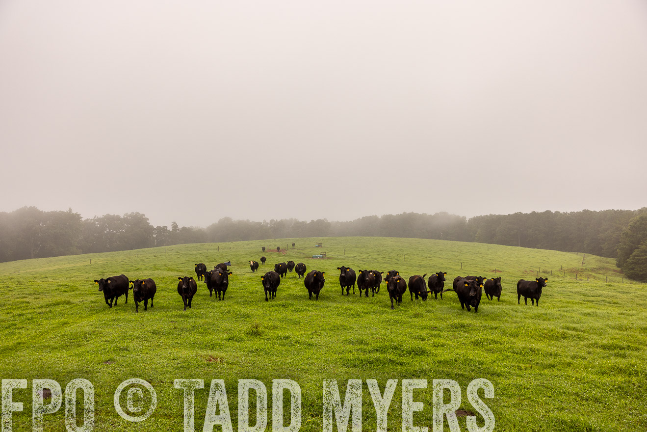 TMyers_PP_SleepyCreekFarm_Forsyth_July2024-514849