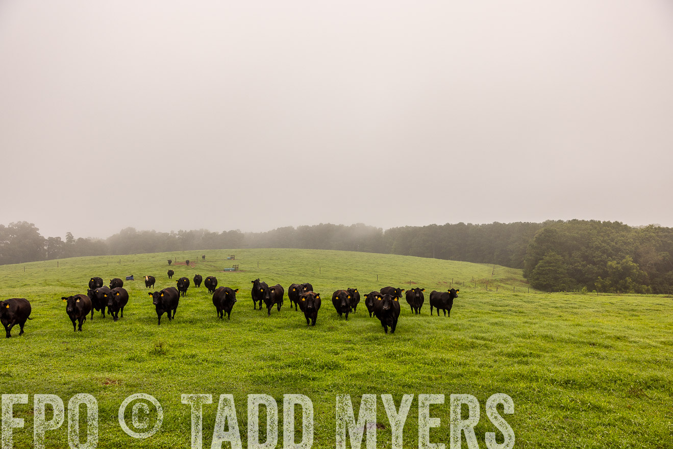 TMyers_PP_SleepyCreekFarm_Forsyth_July2024-514856