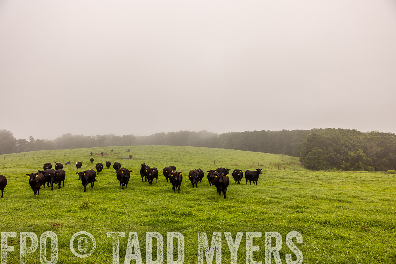 TMyers_PP_SleepyCreekFarm_Forsyth_July2024-514860