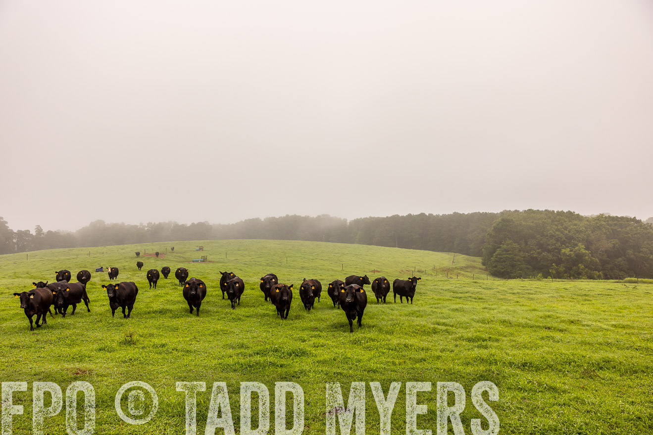 TMyers_PP_SleepyCreekFarm_Forsyth_July2024-514866
