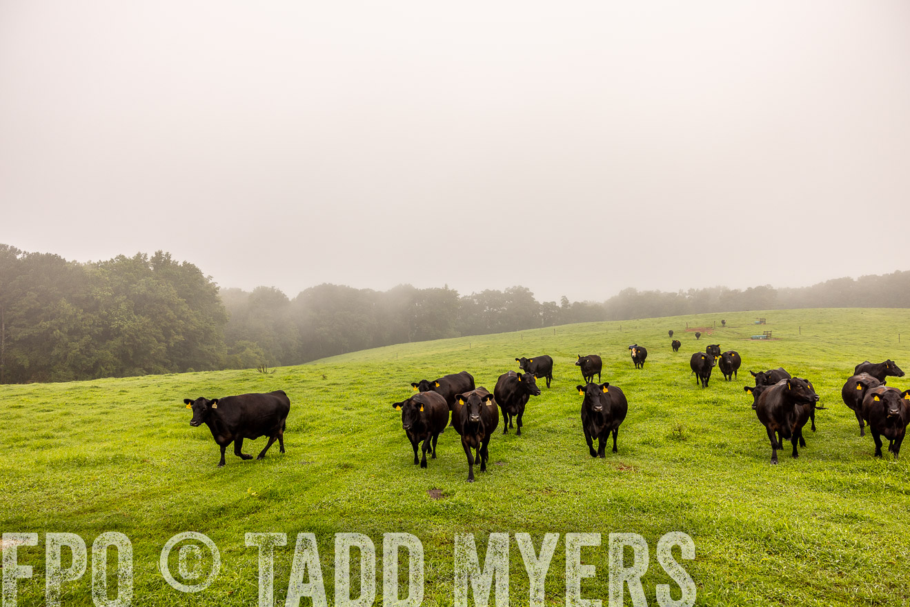 TMyers_PP_SleepyCreekFarm_Forsyth_July2024-514888