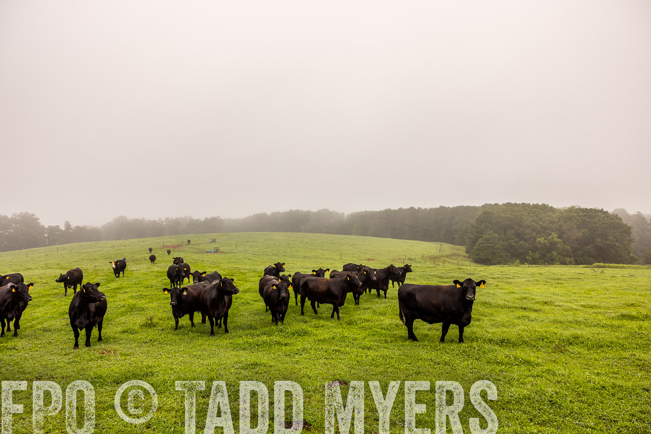 TMyers_PP_SleepyCreekFarm_Forsyth_July2024-514890