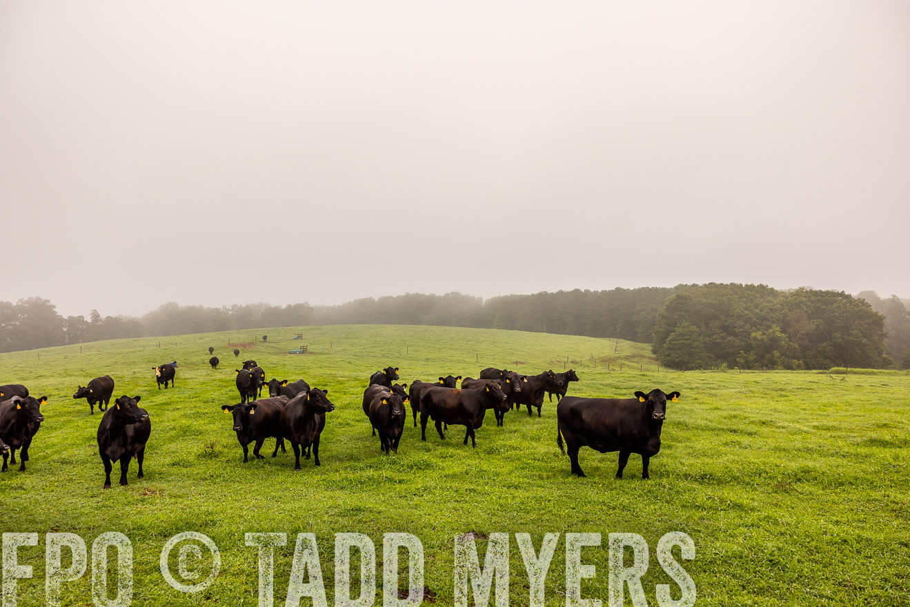 TMyers_PP_SleepyCreekFarm_Forsyth_July2024-514893