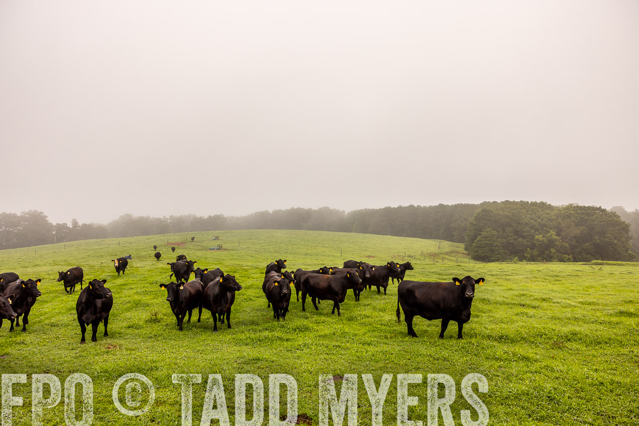 TMyers_PP_SleepyCreekFarm_Forsyth_July2024-514899