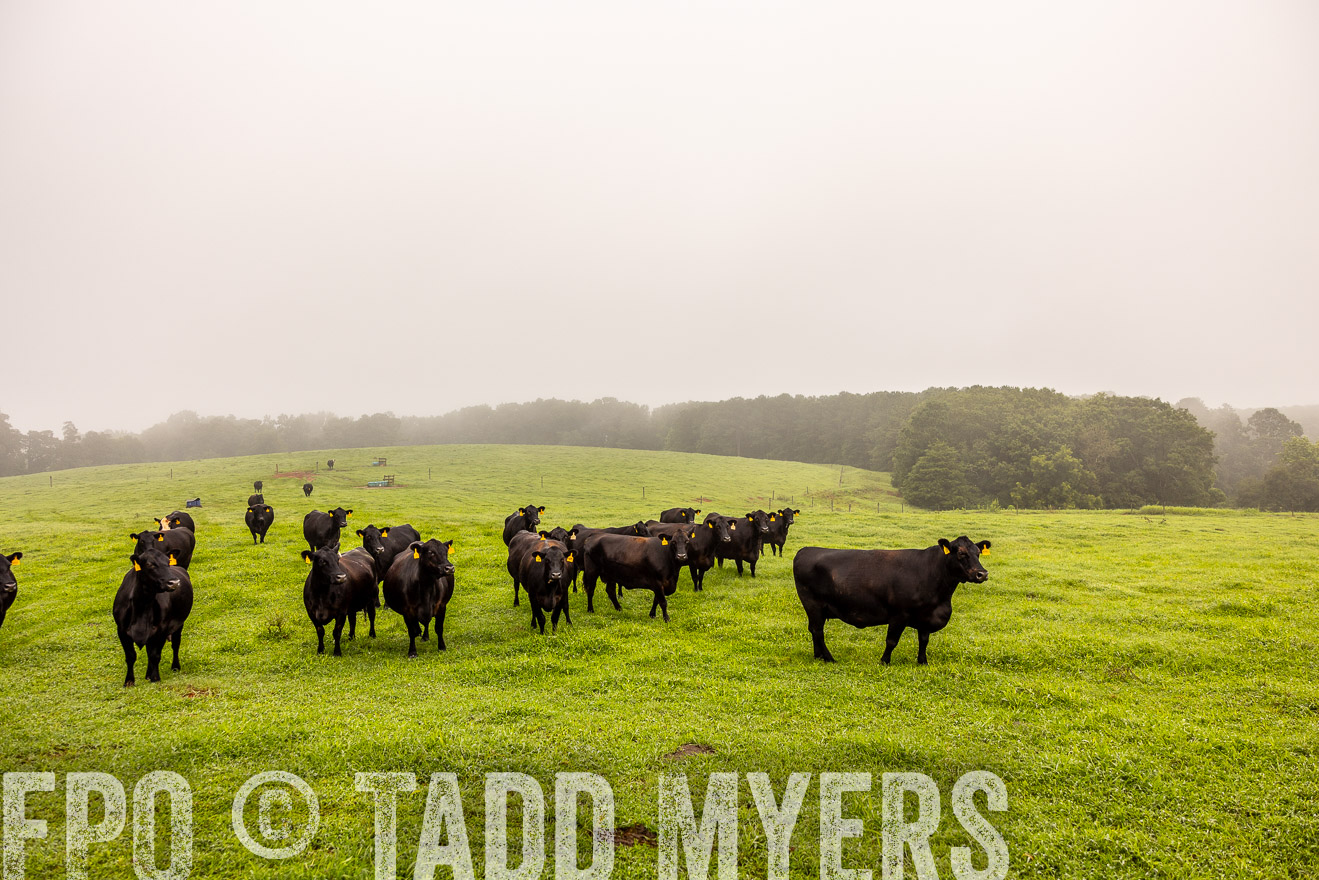 TMyers_PP_SleepyCreekFarm_Forsyth_July2024-514913
