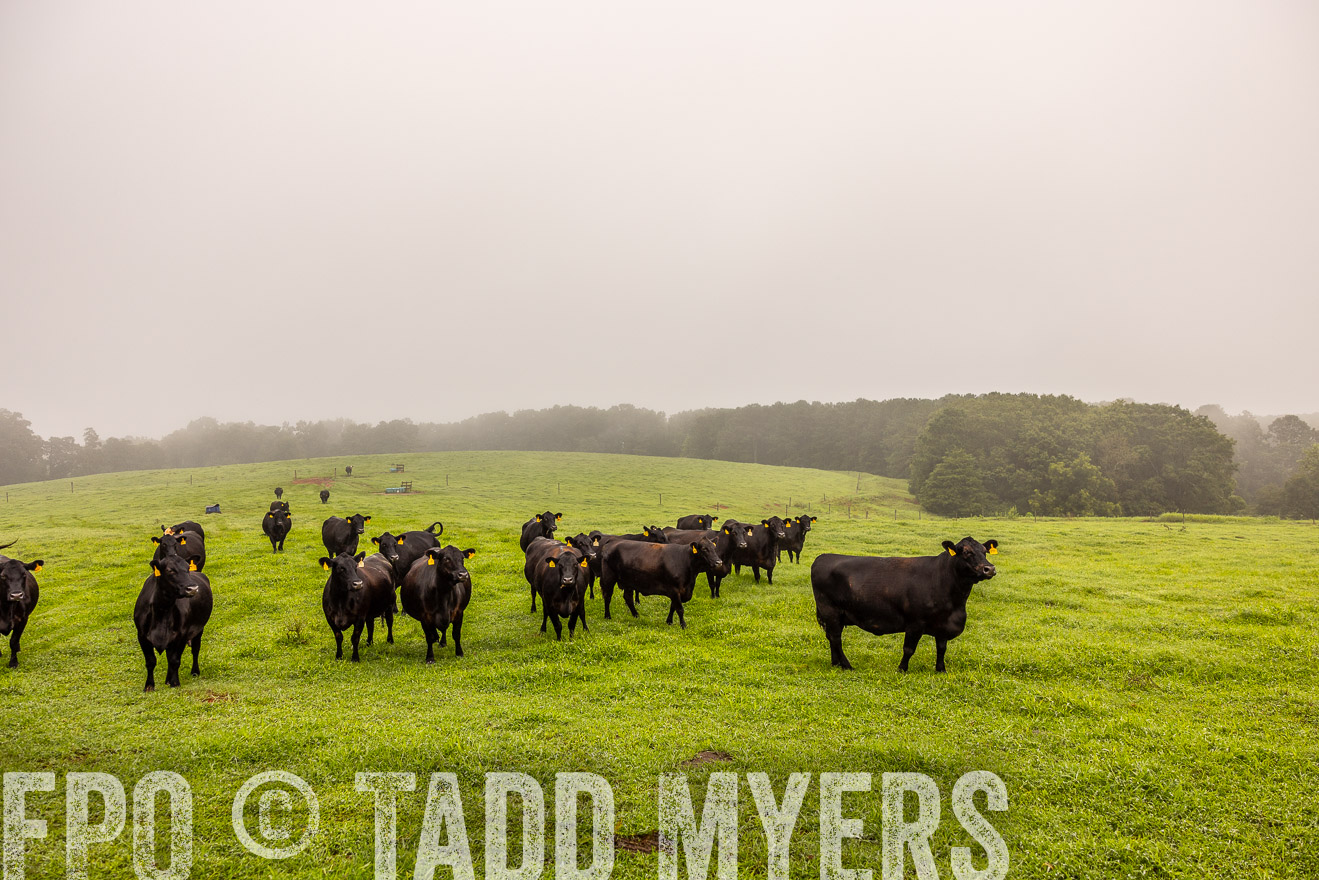 TMyers_PP_SleepyCreekFarm_Forsyth_July2024-514921