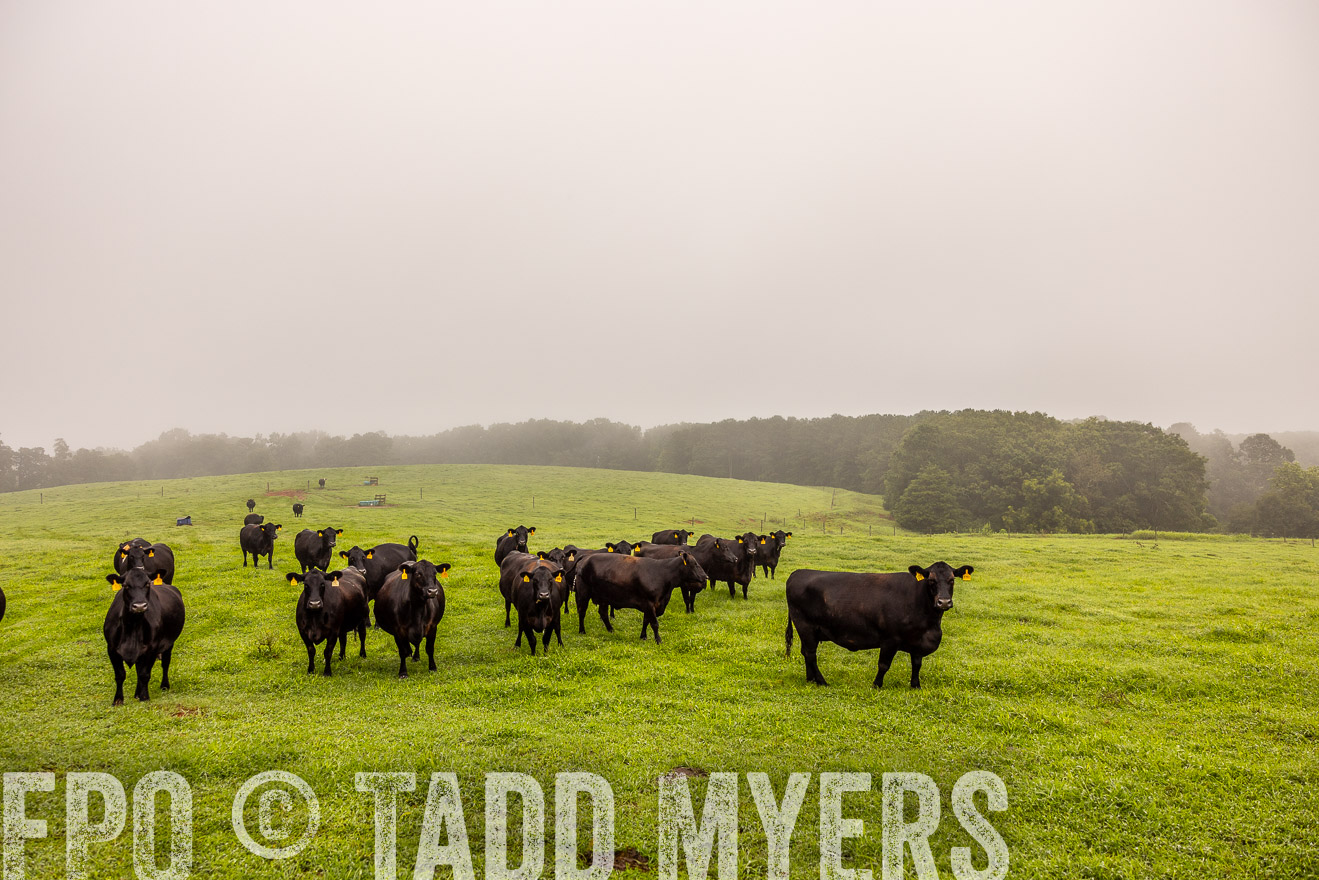 TMyers_PP_SleepyCreekFarm_Forsyth_July2024-514926