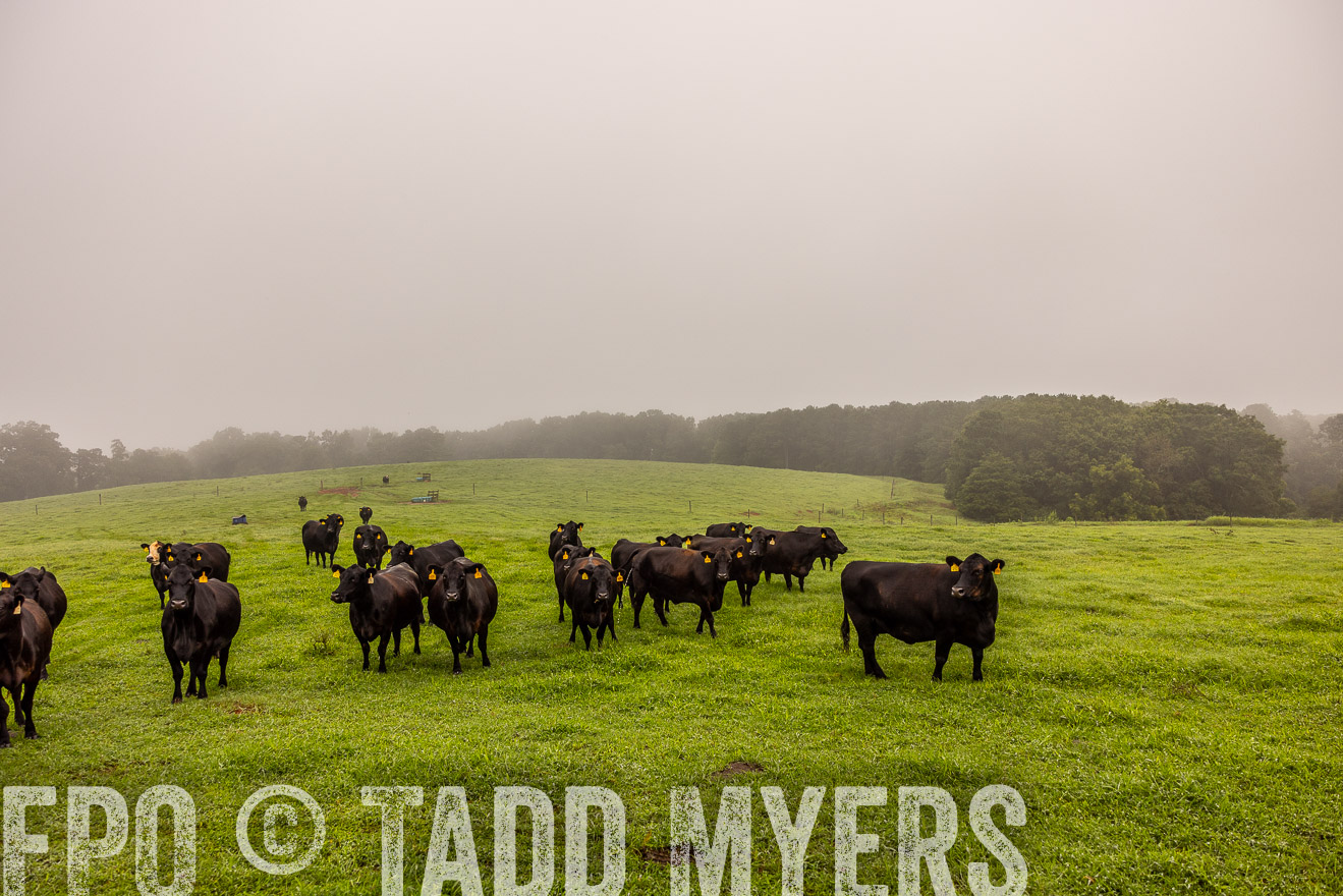 TMyers_PP_SleepyCreekFarm_Forsyth_July2024-514957