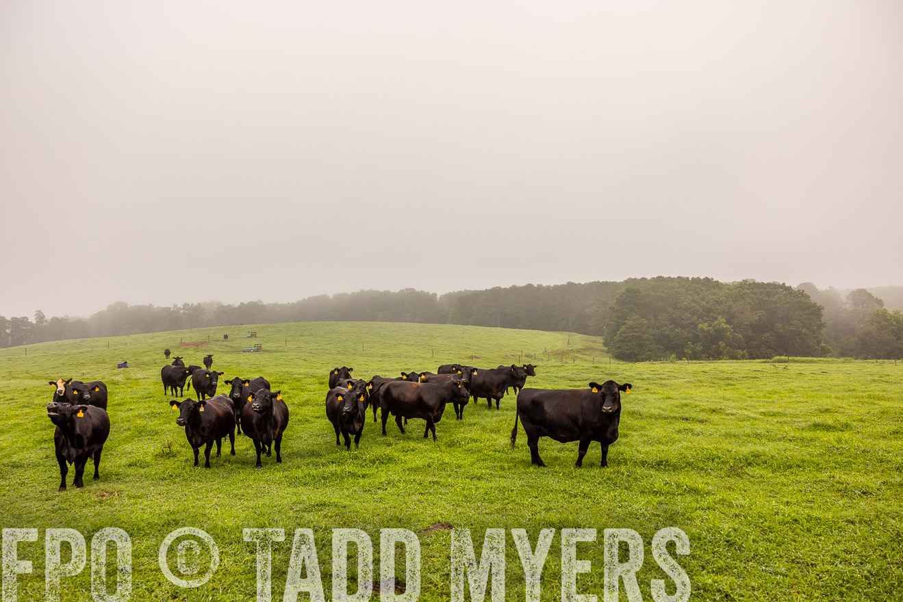 TMyers_PP_SleepyCreekFarm_Forsyth_July2024-514981