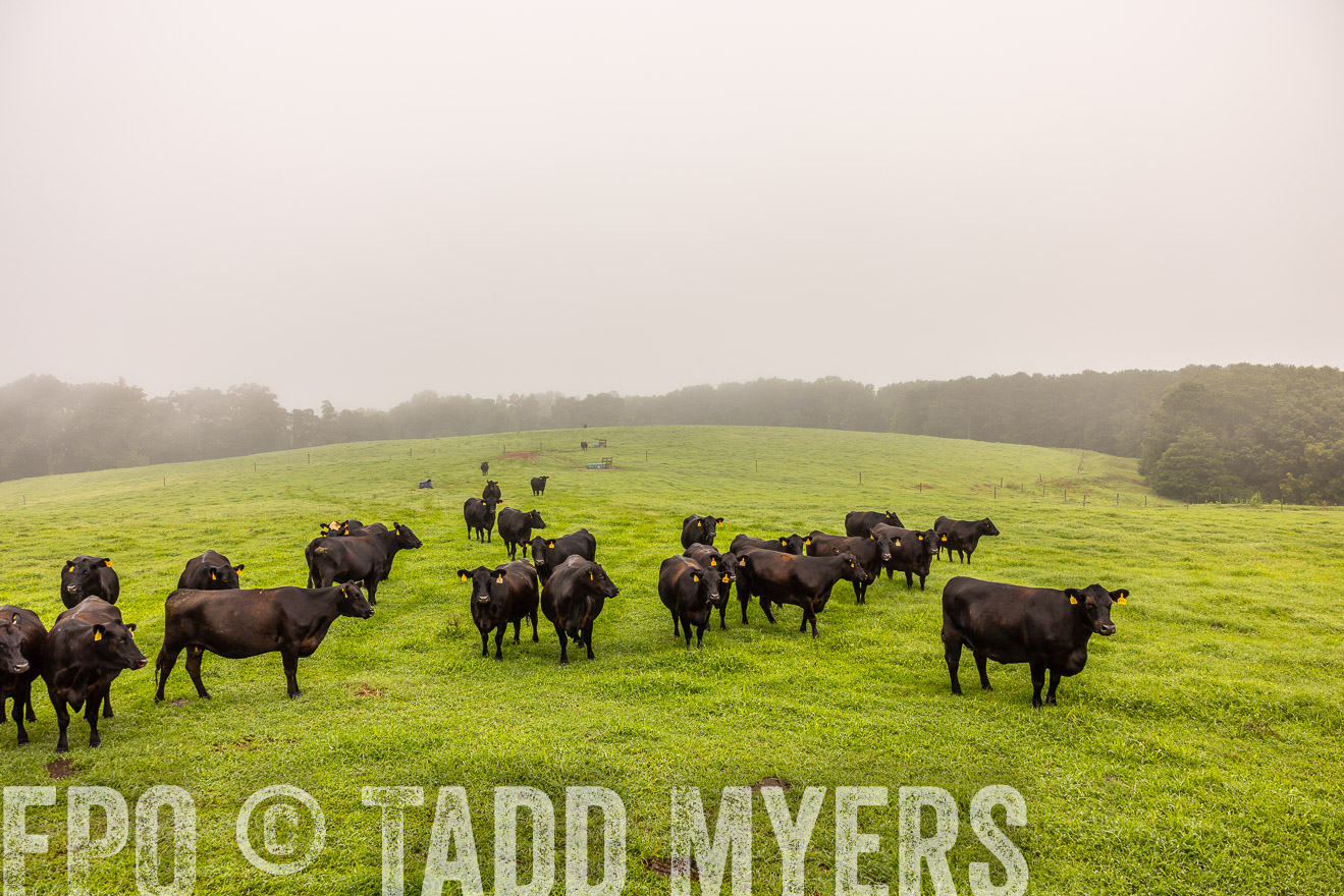 TMyers_PP_SleepyCreekFarm_Forsyth_July2024-515015