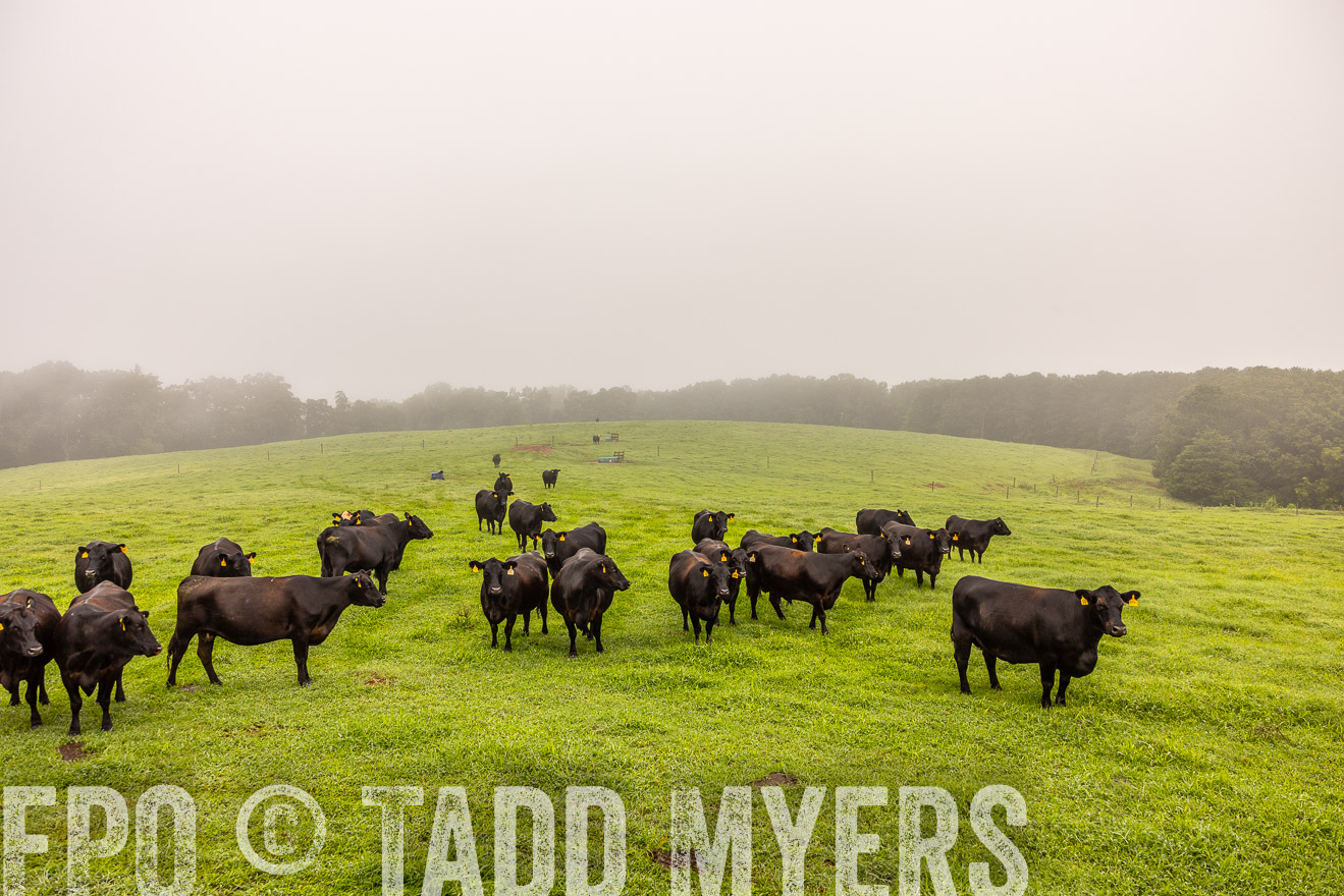 TMyers_PP_SleepyCreekFarm_Forsyth_July2024-515019