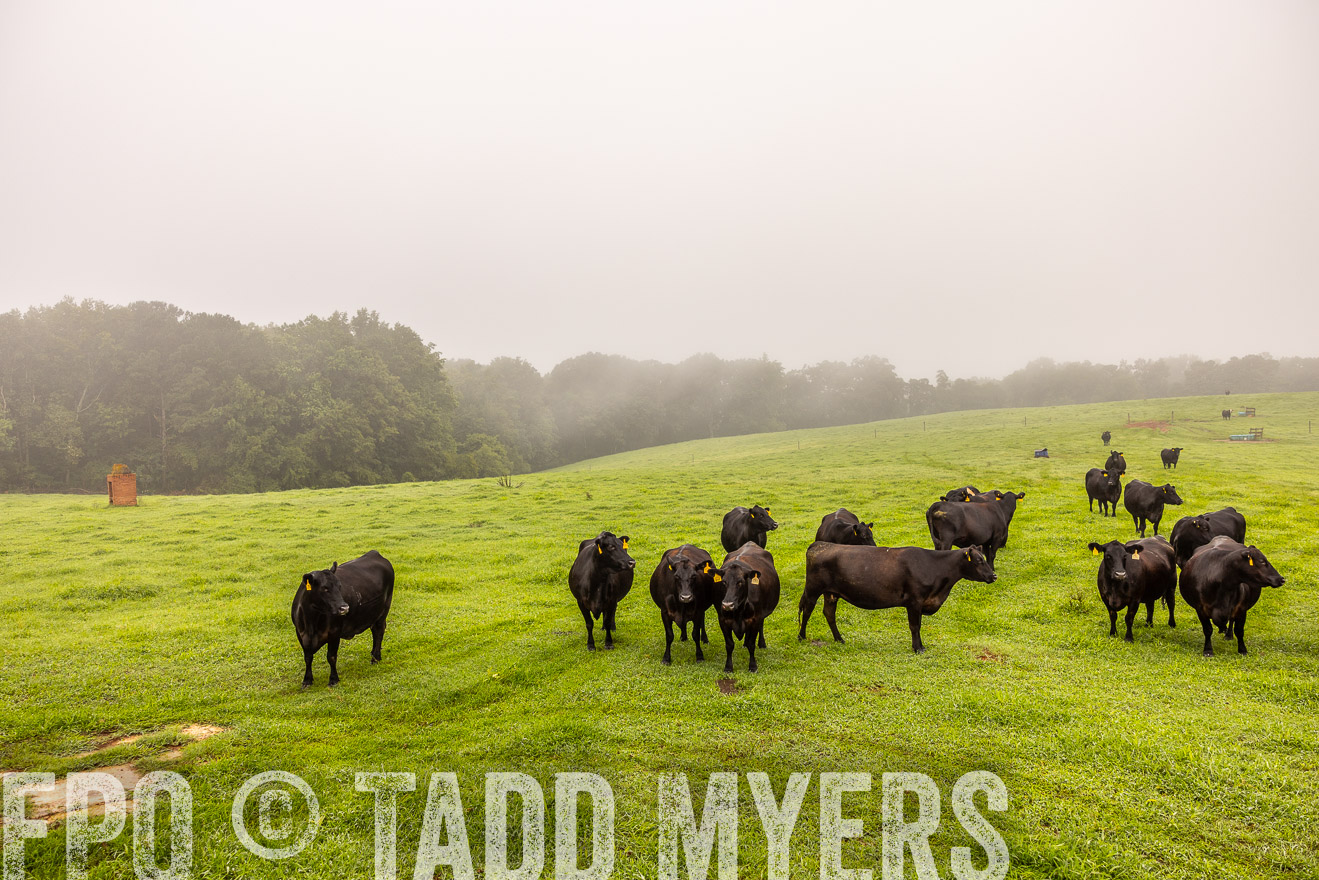 TMyers_PP_SleepyCreekFarm_Forsyth_July2024-515033