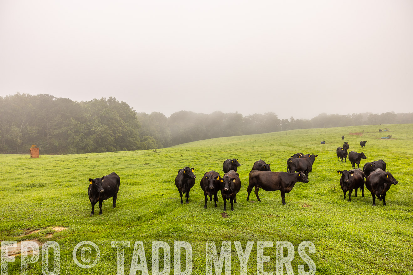 TMyers_PP_SleepyCreekFarm_Forsyth_July2024-515036