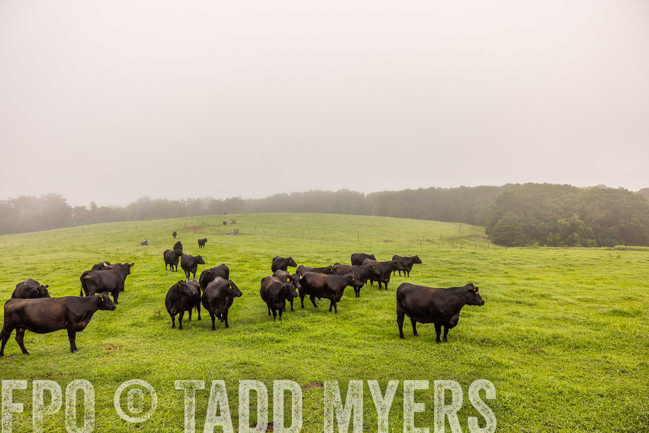 TMyers_PP_SleepyCreekFarm_Forsyth_July2024-515040