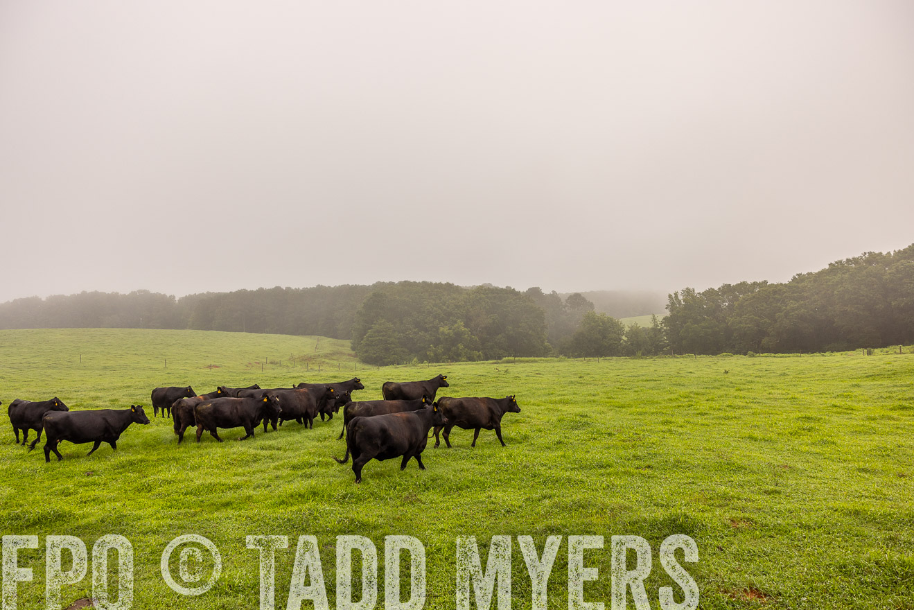 TMyers_PP_SleepyCreekFarm_Forsyth_July2024-515060