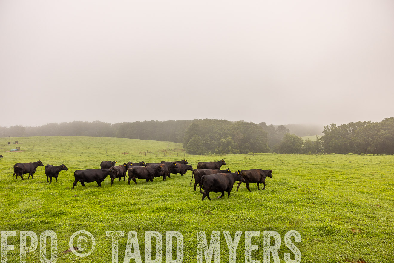 TMyers_PP_SleepyCreekFarm_Forsyth_July2024-515064