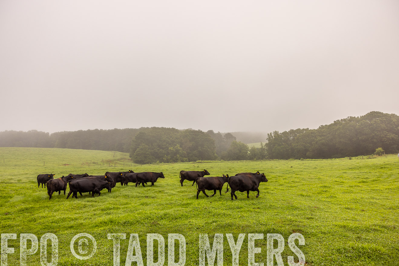 TMyers_PP_SleepyCreekFarm_Forsyth_July2024-515074