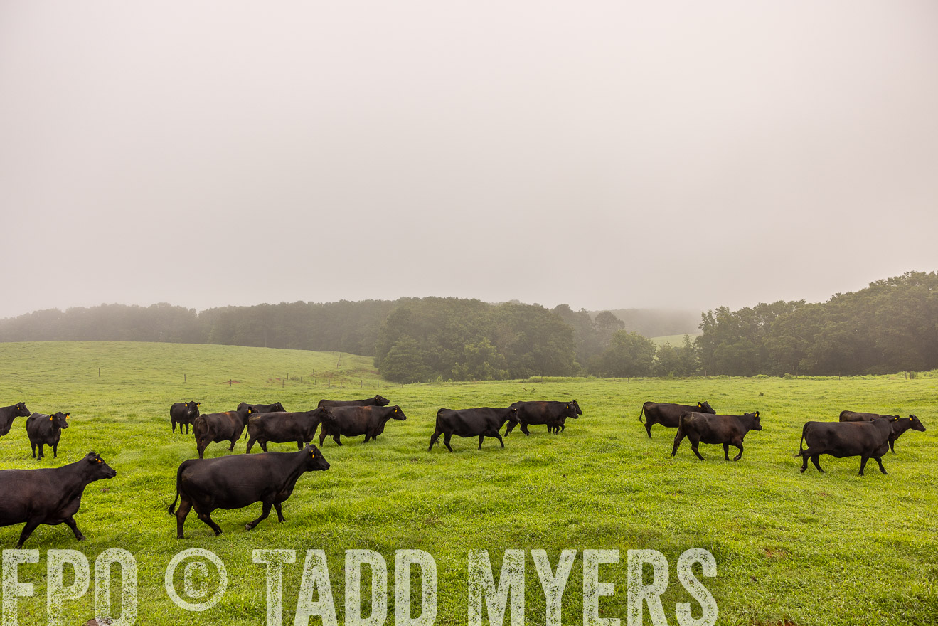 TMyers_PP_SleepyCreekFarm_Forsyth_July2024-515089