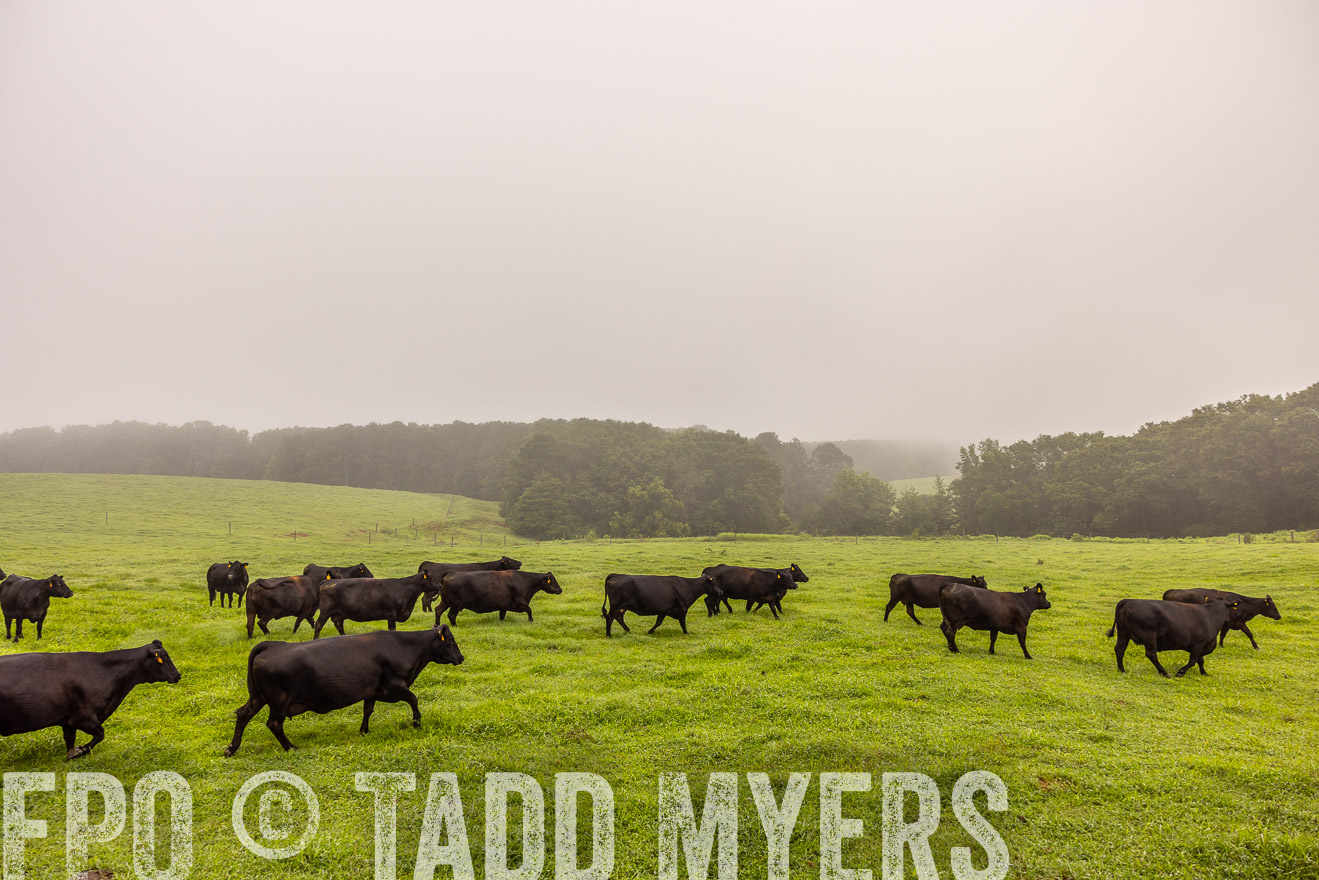 TMyers_PP_SleepyCreekFarm_Forsyth_July2024-515092