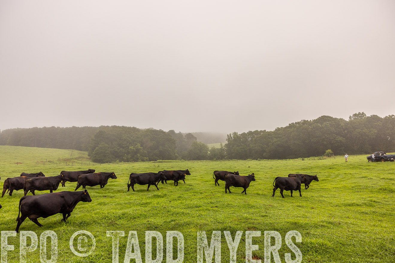 TMyers_PP_SleepyCreekFarm_Forsyth_July2024-515093