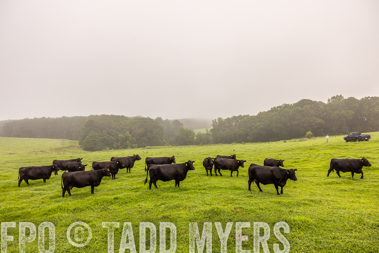 TMyers_PP_SleepyCreekFarm_Forsyth_July2024-515132