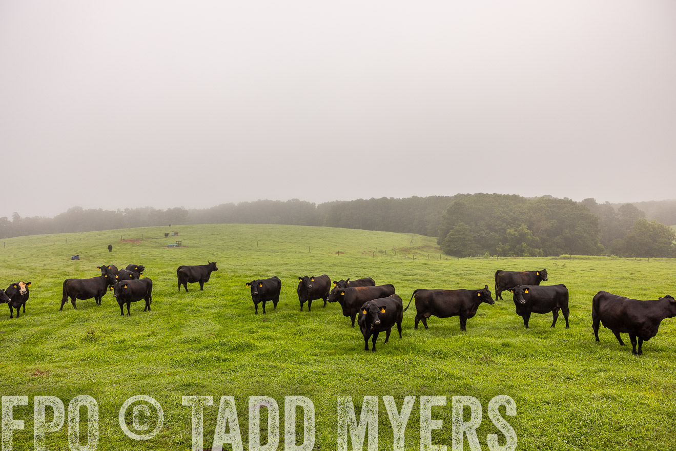 TMyers_PP_SleepyCreekFarm_Forsyth_July2024-515169