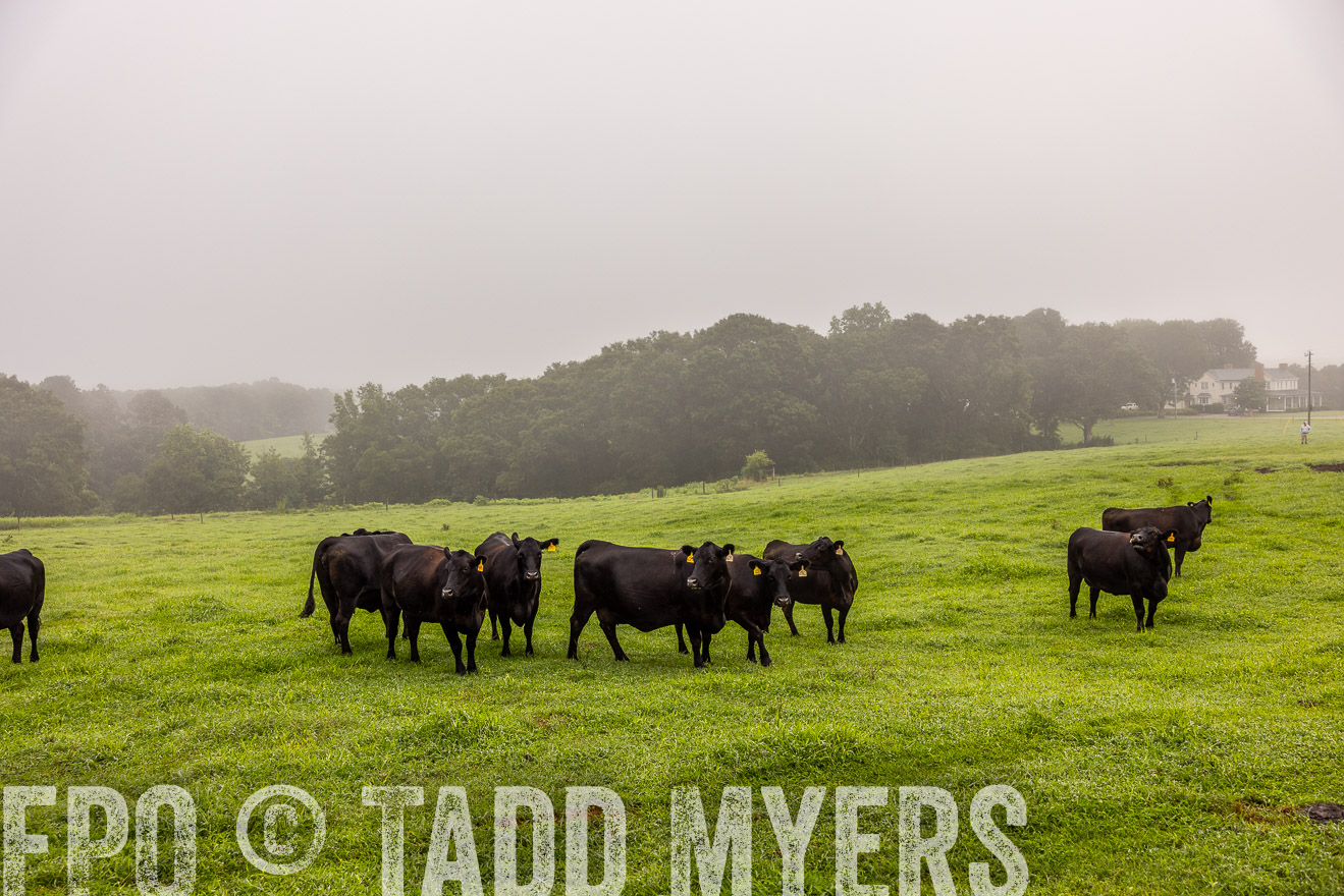 TMyers_PP_SleepyCreekFarm_Forsyth_July2024-515190