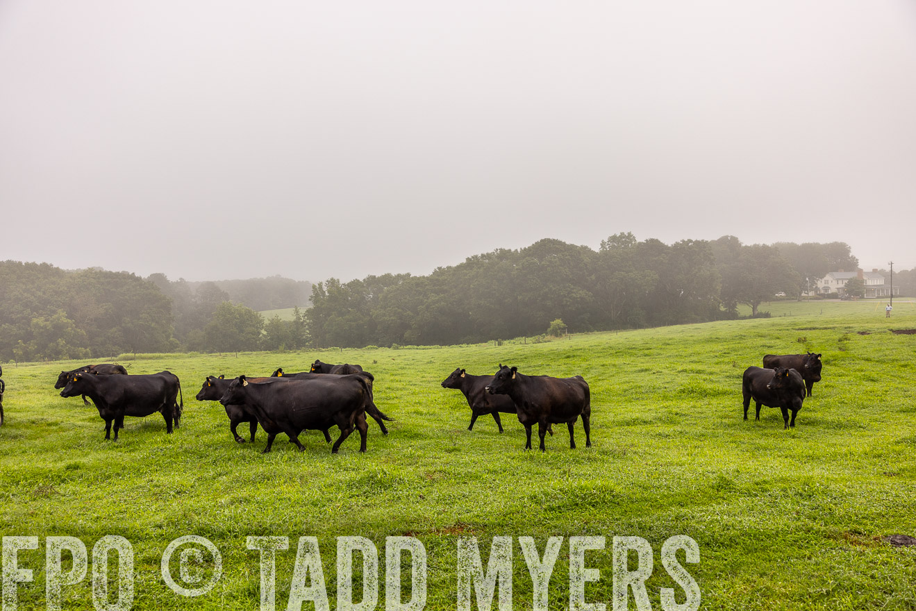 TMyers_PP_SleepyCreekFarm_Forsyth_July2024-515205
