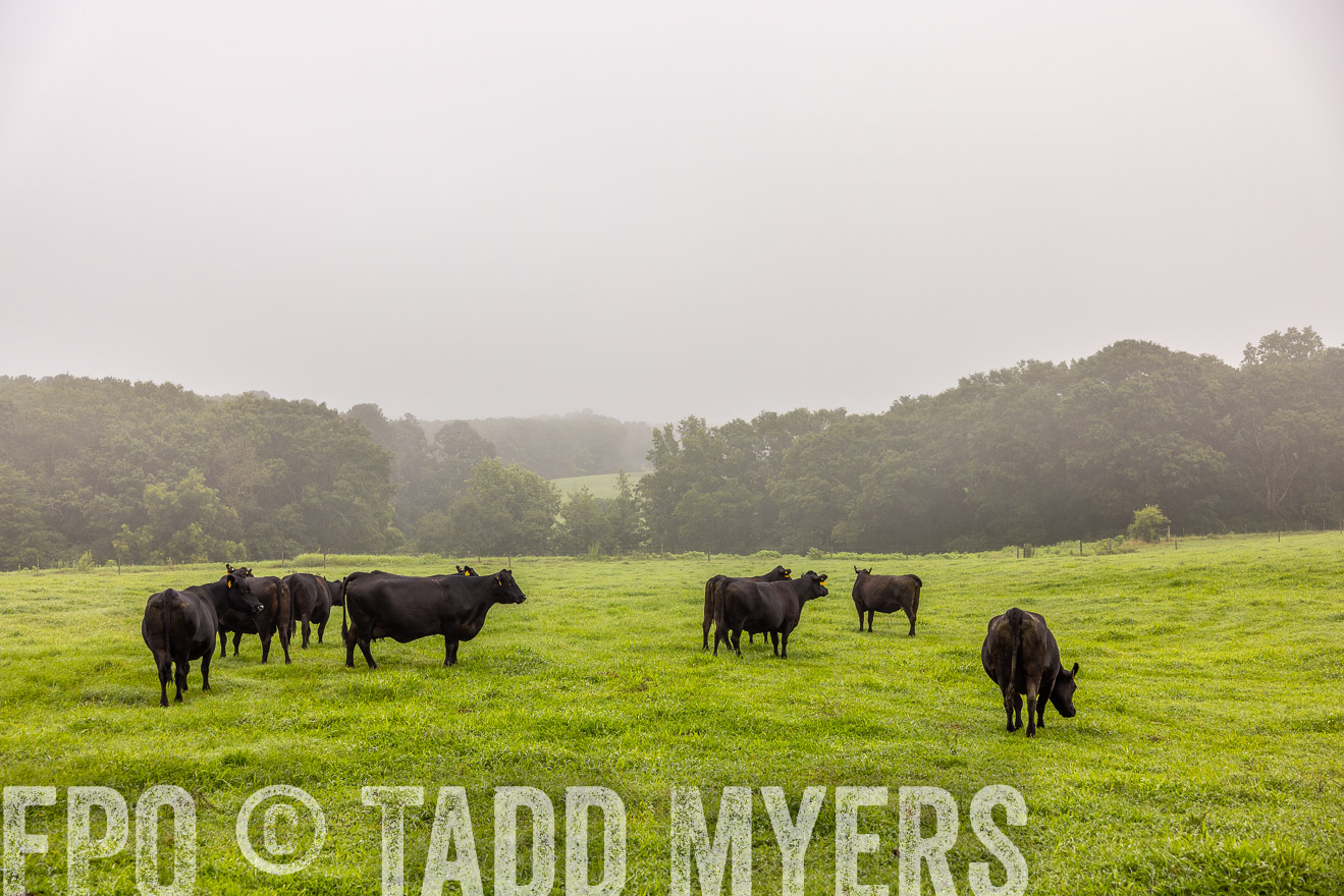 TMyers_PP_SleepyCreekFarm_Forsyth_July2024-515214