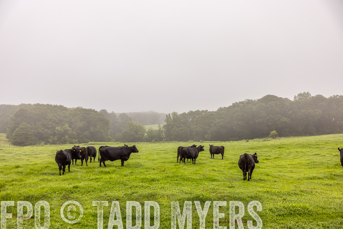 TMyers_PP_SleepyCreekFarm_Forsyth_July2024-515217