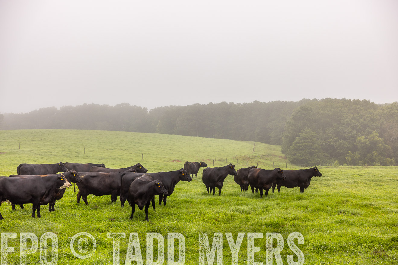 TMyers_PP_SleepyCreekFarm_Forsyth_July2024-515226