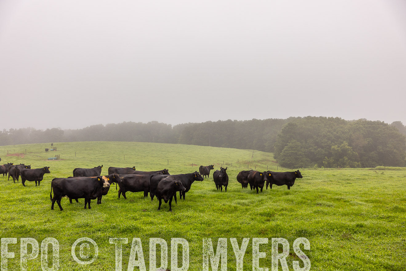 TMyers_PP_SleepyCreekFarm_Forsyth_July2024-515235