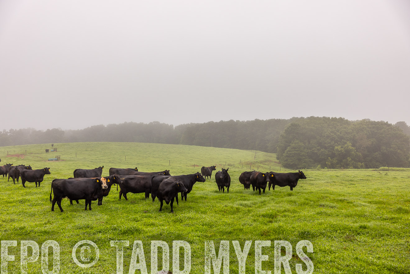 TMyers_PP_SleepyCreekFarm_Forsyth_July2024-515240
