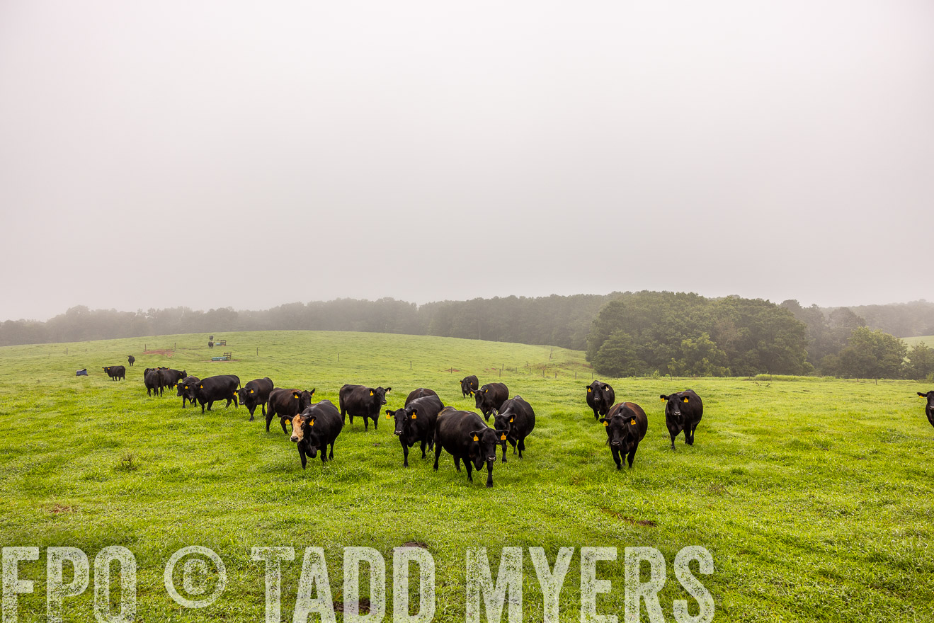 TMyers_PP_SleepyCreekFarm_Forsyth_July2024-515281